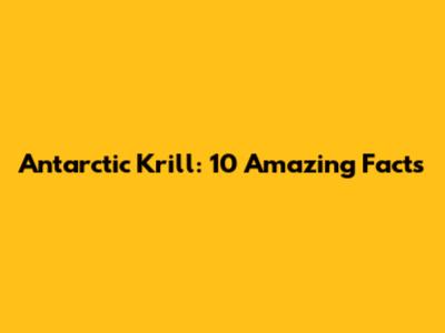 Antarctic Krill: 10 Amazing Facts